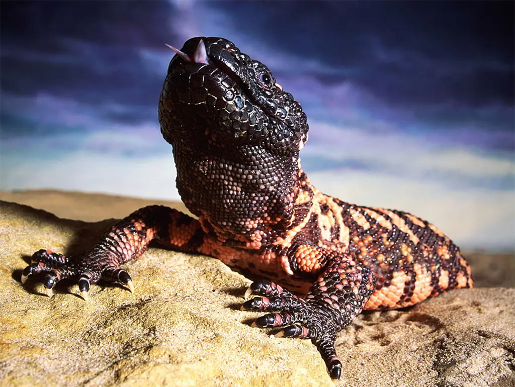 Close-up image of a Gila Monster lizard crawling over a rock